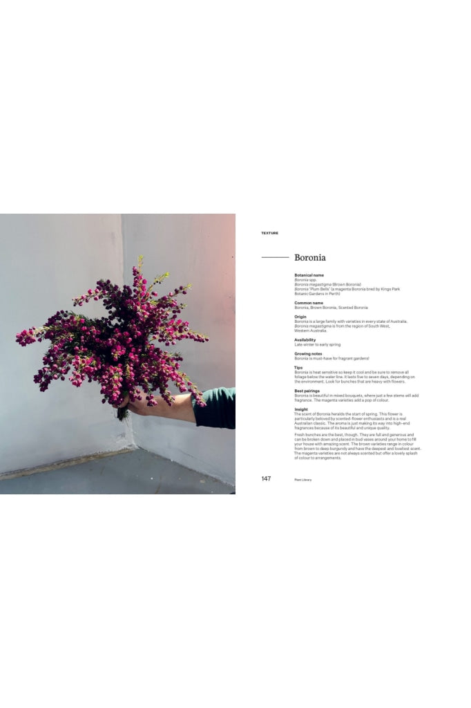 Bush Flowers By Cassandra Hamilton & Michael Pavlou